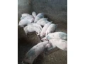 predam-odstavcata-small-1