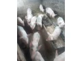 predam-odstavcata-small-2