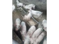predam-odstavcata-small-3