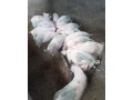predam-odstavcata-small-0
