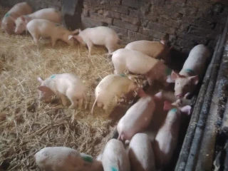 odstavcata