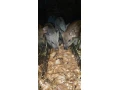 predam-odstavcta-diviak-x-landras-small-0