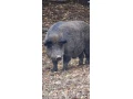 predam-odstavcta-diviak-x-landras-small-2