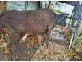 predam-kravu-jersey-pinzgau-small-0