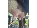predam-kravu-jersey-pinzgau-small-1