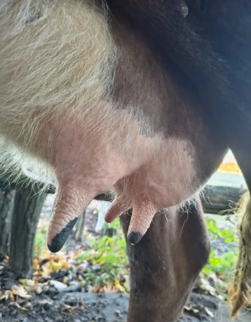 predam-kravu-jersey-pinzgau-big-1