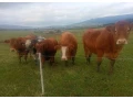 predam-telnu-jalovicu-small-0