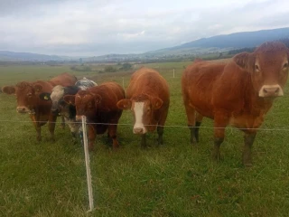 predam-telnu-jalovicu