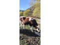 predam-hovadzi-dobytok-small-1