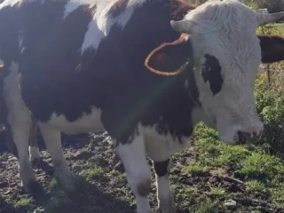 predam-hovadzi-dobytok