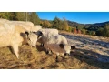 predam-galloway-bycky-a-jalovicky-small-1
