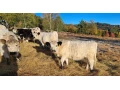 predam-galloway-bycky-a-jalovicky-small-3