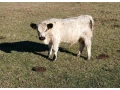 predam-galloway-bycky-a-jalovicky-small-4