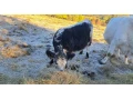 predam-galloway-bycky-a-jalovicky-small-2