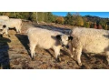 predam-galloway-bycky-a-jalovicky-small-0