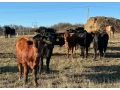 angus-byky-bycky-zastav-na-predaj-small-0