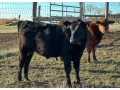 angus-byky-bycky-zastav-na-predaj-small-2
