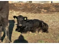 angus-byky-bycky-zastav-na-predaj-small-4