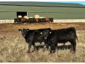 angus-byky-bycky-zastav-na-predaj-small-1