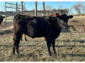 angus-byky-bycky-zastav-na-predaj-small-3