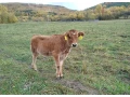 jersey-jalovica-small-0
