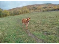 jersey-jalovica-small-1