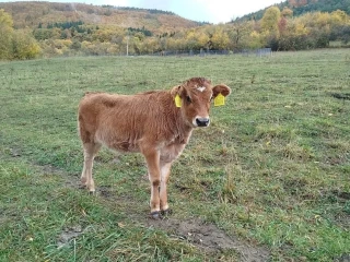 jersey-jalovica