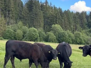 predam-hovadzie-maso