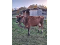 dojna-krava-jersey-100-small-3