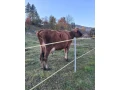 dojna-krava-jersey-100-small-1