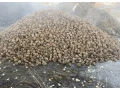 cukrova-repa-small-0