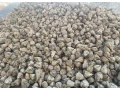 cukrova-repa-small-1