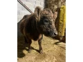 kravicka-galloway-small-1