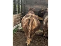 kravicka-galloway-small-3