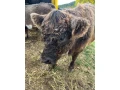 kravicka-galloway-small-0