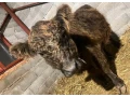 kravicka-galloway-small-4
