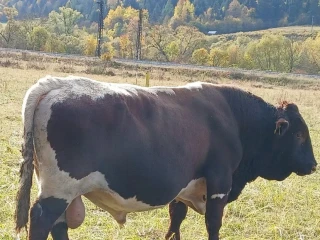 plemenny-byk