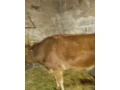 jalovica-small-4