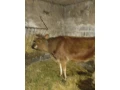 jalovica-small-3