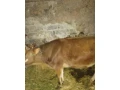 jalovica-small-0
