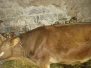 jalovica