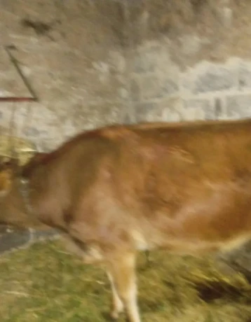 jalovica-big-4
