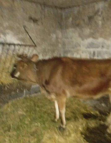 jalovica-big-3