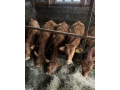 predam-byka-small-1