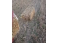 slama-male-baliky-small-1
