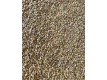 predam-susenu-krmnu-kukuricu-small-1