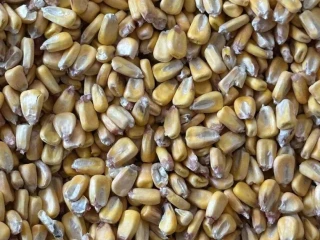 predam-susenu-krmnu-kukuricu