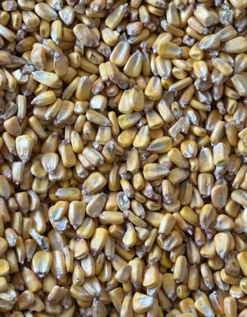predam-susenu-krmnu-kukuricu-big-0