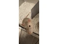 potkany-small-4