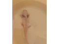 axolotl-small-1